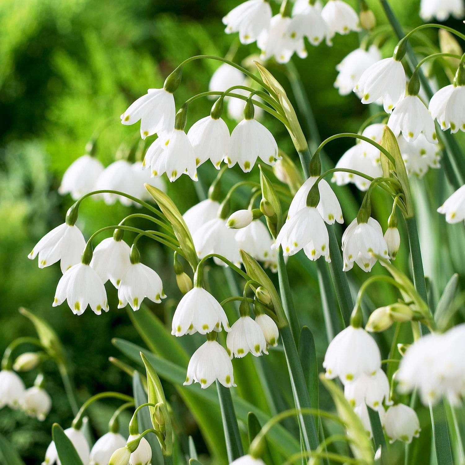 Schneeglöckchen (Galanthus) 'Gravetye Giant'